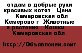 отдам в добрые руки красивых котят › Цена ­ 1 - Кемеровская обл., Кемерово г. Животные и растения » Кошки   . Кемеровская обл.